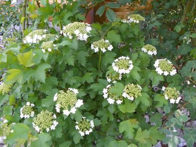 viburnum opulus Compactum