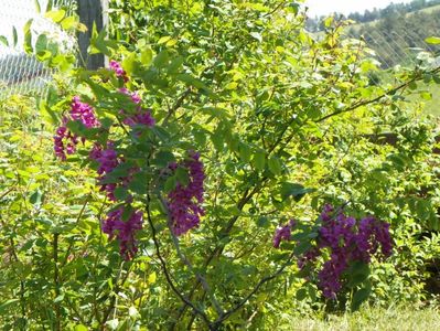 robinia Casque Rouge