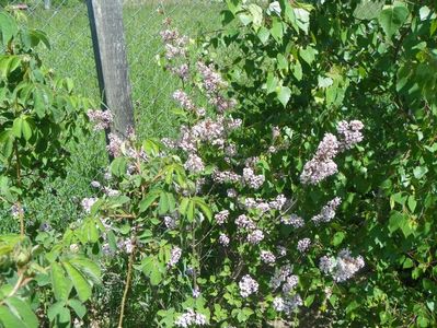 syringa microphylla Superba