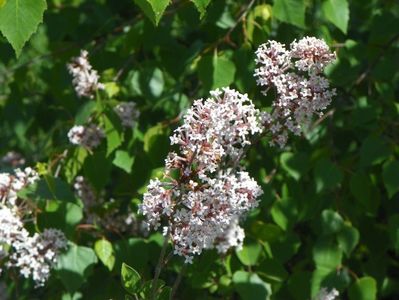 syringa microphylla Superba