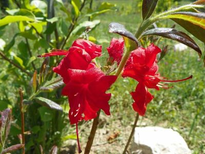 azalea Fireball