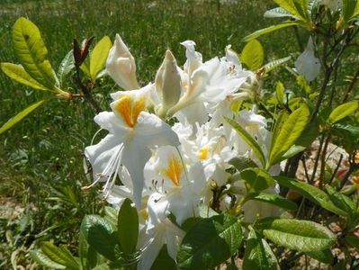 azalea Schneegold