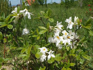 azalea Schneegold