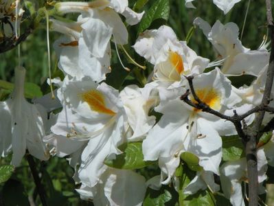 azalea Schneegold