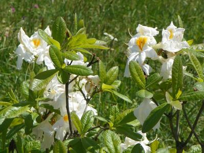 azalea Schneegold