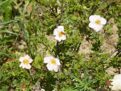 potentilla fruticosa Pink Beauty