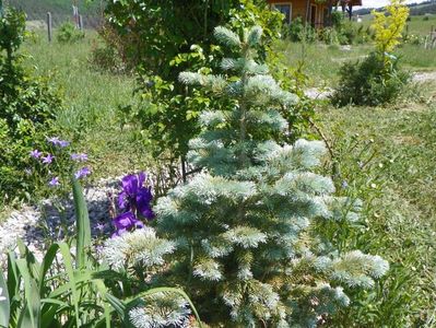 abies lasiocarpa arizonica