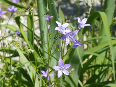 campanula patula