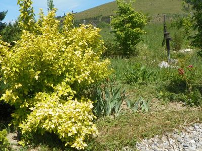 physocarpus Dart's Gold