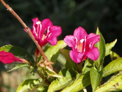 weigela Bristol Ruby