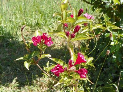 weigela Bristol Ruby