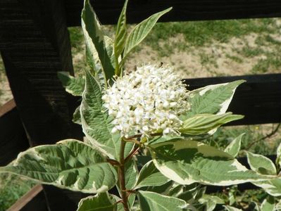 cornus alba Elegantissima