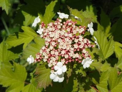 viburnum sargentii Onondaga