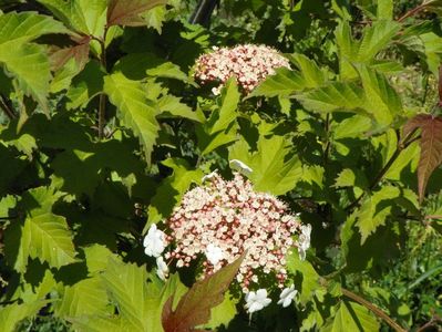 viburnum sargentii Onondaga