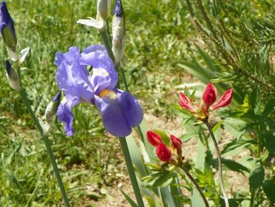 iris pallida si azalea Feuerwerk