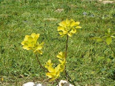 cotinus coggyria Golden Spirit