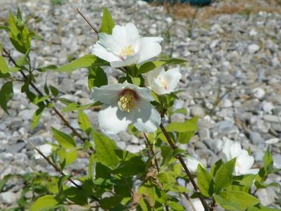 philadelphus Belle Etoile