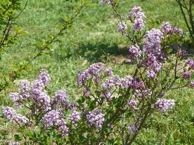 syringa Palibin