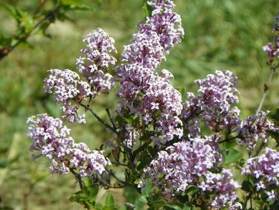 syringa Palibin