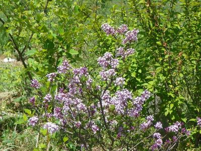 syringa Palibin