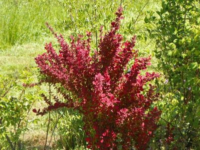 berberis Orange Rocket