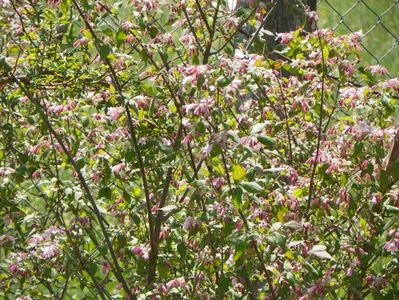 kolkwitzia amabilis Pink Cloud