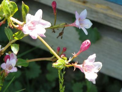 weigela florida