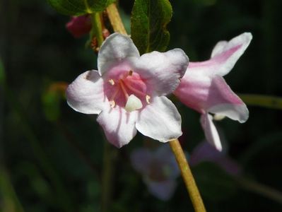 weigela florida