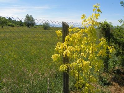 acer negundum Kelly's Gold