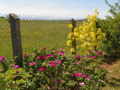 rosa rugosa Rubra si acer Kellys Gold