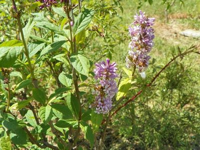 syringa Minuet