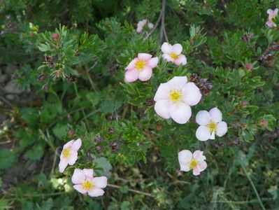 potentilla fruticosa Lovely Pink