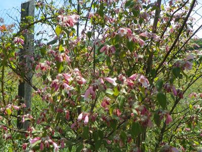 kolkwitzia amabilis Pink Cloud