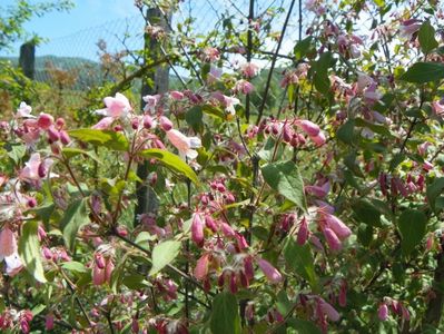 kolkwitzia amabilis Pink Cloud