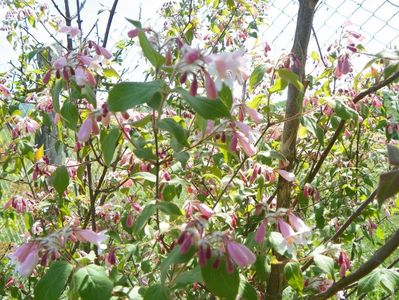 kolkwitzia amabilis Pink Cloud