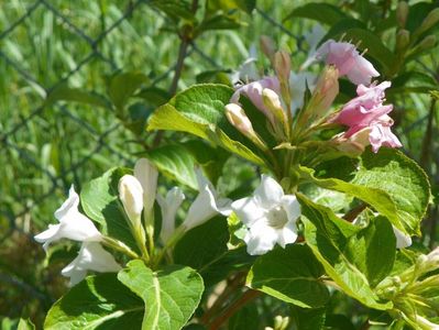 weigela alb-roz