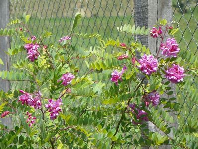 robinia hispida