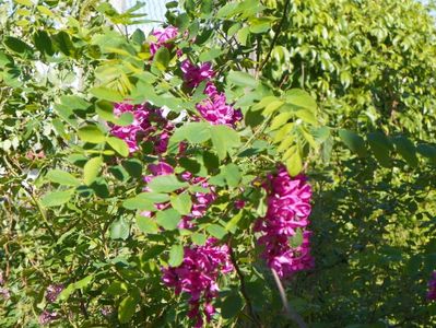 robinia Casque Rouge