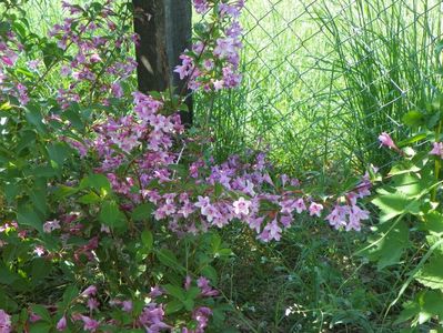 weigela Pink Princess