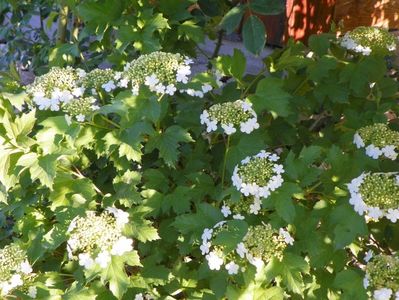 viburnum opulus Compactum