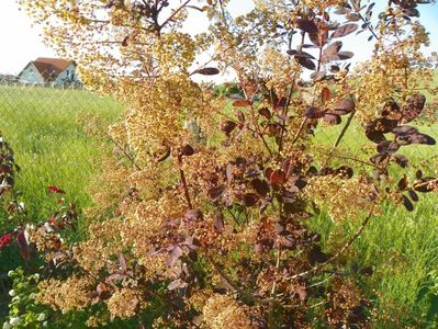 cotinus coggyria Royal Purple