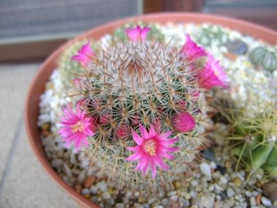 Mammillaria matudae