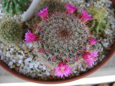 Mammillaria matudae