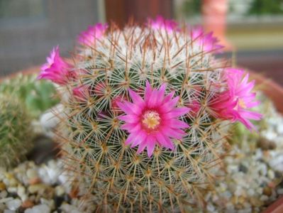 Mammillaria matudae