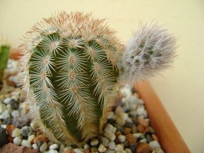 Echinocereus reichenbachii