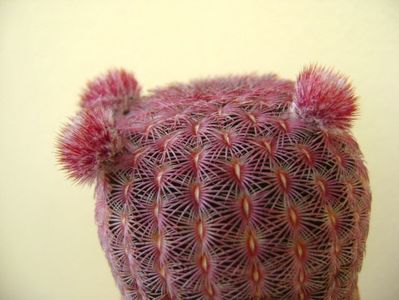 Echinocereus rigidissimus v. rubrispinus