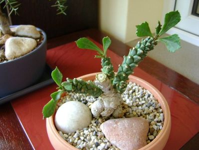 Monadenium guentheri