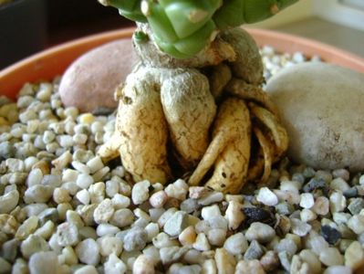 Monadenium guentheri, detaliu caudex