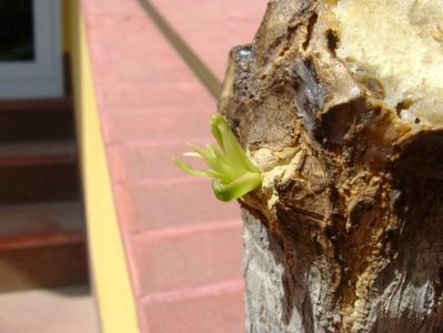 Beaucarnea recurvata (Nolina), cresteri noi