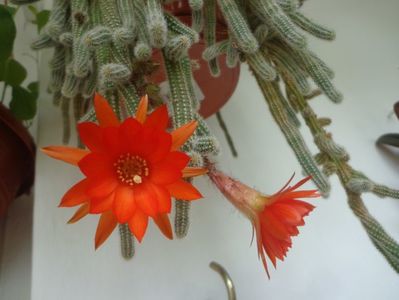 Chamaecereus sylvestrii